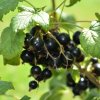RIBES NIGRUM 'TITANIA' ist