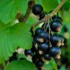 RIBES NIGRUM 'TITANIA' ist1