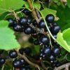 RIBES NIGRUM 'TITANIA' ist
