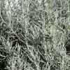 HELICHRYSUM ANGUSTIFOLIUM 'KARI' (KARI) 1
