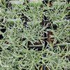 HELICHRYSUM ANGUSTIFOLIUM 'KARI' kak2