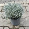 HELICHRYSUM ANGUSTIFOLIUM 'KARI' (KARI)