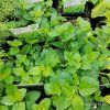 ORIGANUM VULGARE 'MARGERITHA' kak2