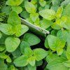 ORIGANUM VULGARE 'MARGERITHA' kak3