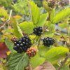 RUBUS FRUTICOSUS 'TRIPLE CROWN' kak