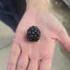 RUBUS FRUTICOSUS 'TRIPLE CROWN' kak2