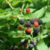 RUBUS FRUTICOSUS 'TRIPLE CROWN' ČERNICA ist