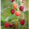 RUBUS IDAEUS 'TULAMEEN' shut