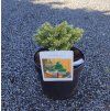 ABIES KOREANA 'BLAUER ESKIMO' Arbo