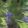 CARYOPTERIS × CLANDONENSIS 'SUMMER SORBET' IST