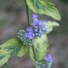 Caryopteris cland. 'Summer Sorbet' ist1