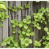HYDRANGEA PETIOLARIS 'MIRANDA' shutt
