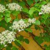 Hydrangea petiol. 'Miranda'ist1