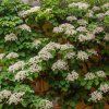 Hydrangea petiol. 'Miranda'ist2