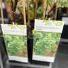 HYDRANGEA PETIOLARIS 'MIRANDA'_kak