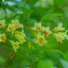 Weigela middendorffiana ist1