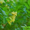 Weigela middendorffiana ist2