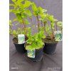 WEIGELA MIDDENDORFFIANA kak