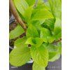 WEIGELA MIDDENDORFFIANA kak2