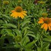 ECHINACEA 'PEARL SUNNY' kak1