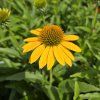 ECHINACEA 'PEARL SUNNY kak2