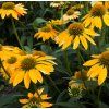 ECHINACEA 'PEARL SUNNY' (ECHINACEA) shutter
