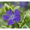 VINCA MINOR 'AUREOVARIEGATA shutt