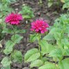 MONARDA 'CRANBERRY LACE' ist2