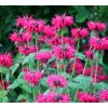 MONARDA 'CRANBERRY LACE' (MONARDA) shutter