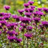 Monarda 'Balmy Purple' ist2
