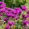 Monarda 'Balmy Purple' ist3