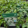 VINCA MINOR 'NIRA WHITE' kak