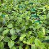VINCA MINOR 'NIRA WHITE' kak1