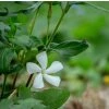 VINCA MINOR 'NIRA WHITE' shutt