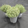 THYMUS CITRIODORUS 'SILVER QUEEN' 1