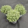 THYMUS CITRIODORUS 'SILVER QUEEN' 2