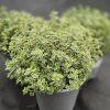 THYMUS CITRIODORUS 'SILVER QUEEN' 3