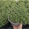 THYMUS CITRIODORUS 'SILVER QUEEN' kak2