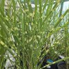 MISCANTHUS SINENSIS 'STRICTUS' KAK1