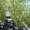 MISCANTHUS SINENSIS 'STRICTUS' KAK2