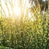 MISCANTHUS SINENSIS 'STRICTUS'_istock