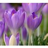 CROCUS TOMMASINIANUS nebel