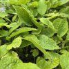 SYMPHYTUM GRANDIFLORUM kak