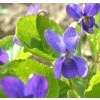 VIOLA ODORATA 'KONIGIN CHARLOTTE'2 shutt