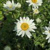 LEUCANTHEMUM ‘SILVER PRINCESS’ (MARGARÉTKA)