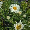 LEUCANTHEMUM ‘SILVER PRINCESS’ kak2