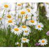 LEUCANTHEMUM ‘SILVER PRINCESS’ shutt