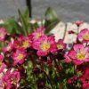 Saxifraga arendsii ´red cap´ ist1