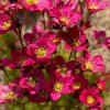 Saxifraga arendsii ´red cap´ ist2