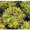 THYMUS CITRIODORUS 'AUREUS' KAK2